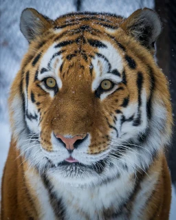 Somatic Experience tiger